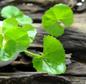 centella asiatica