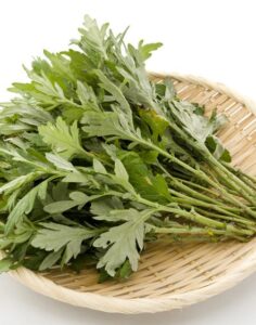 mugwort benefits